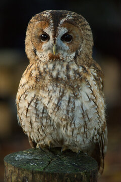 Tawny owl close up of face