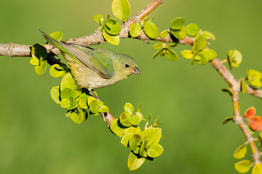 Painted Bunting, Passerina ciris