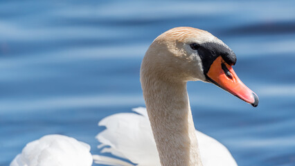 Swan Swimming in a River in Latvia