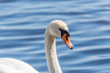 Swan Swimming in a River in Latvia