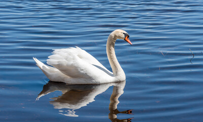 Swan Swimming in a River in Latvia