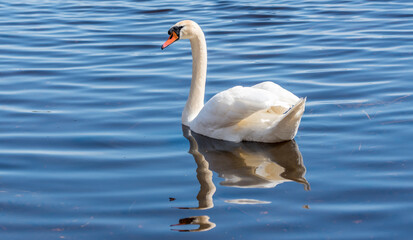 Swan Swimming in a River in Latvia