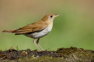 Veery, Catharus fuscescens