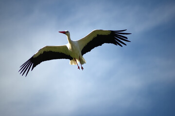 white stork in flight close up