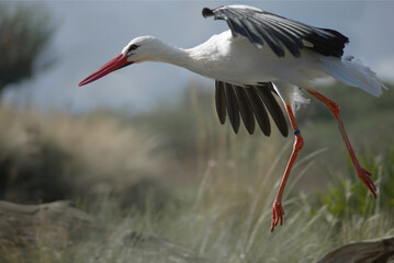 white stork in flight close up
