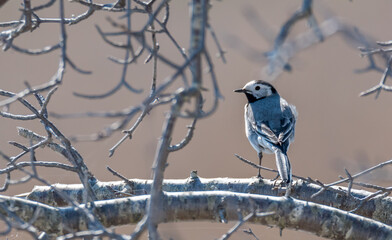 Wagtail on a Branch