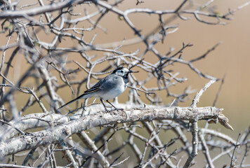 Wagtail on a Branch