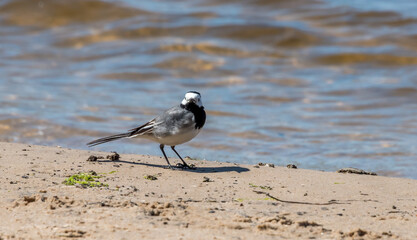 Wagtail on a Beach