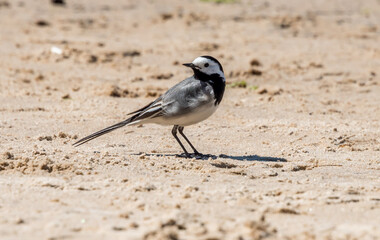 Wagtail on a Beach