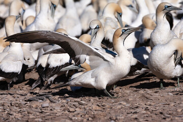 Cape Gannet, Morus capensis