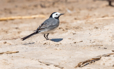 Wagtail on a Beach