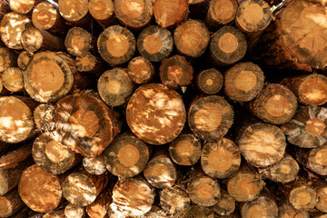 Round wood stumps background. Pile of wooden logs