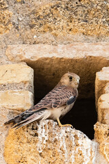 Lesser Kestrel, Falco naumanni