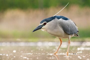 Black-crowned Night Heron, Nycticorax nycticorax