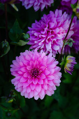 Le jardin des Martels
