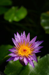 Le jardin des Martels