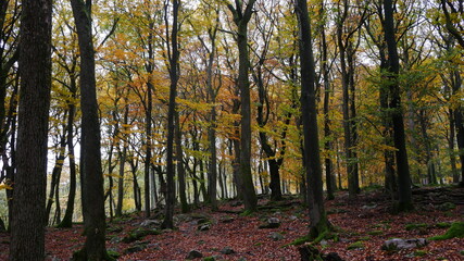 Fototapeta premium Herbst im Wald im Heidetränk-Oppidum der Kelten im Taunus, inzwischen durch das Waldsterben seiner Heiligkeit beraubt