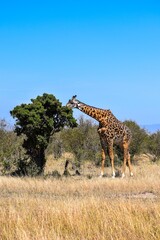 giraffe in the savannah