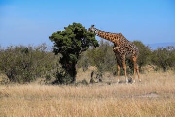 giraffe in the savannah