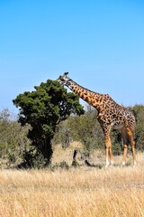 giraffe in the savannah