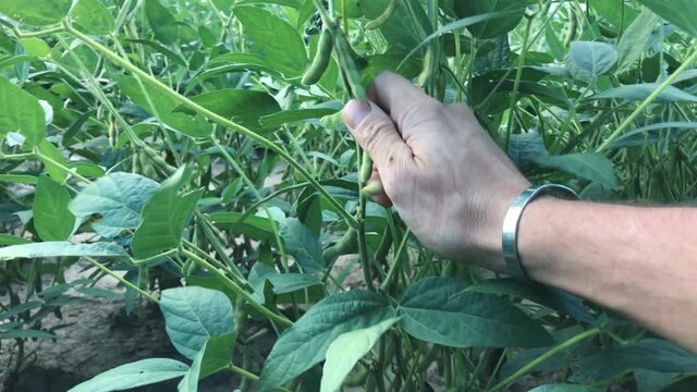 Focus on a man hands harvesting soybean, new trendy agriculture