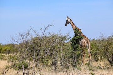 giraffe in the savannah