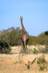 giraffe in the savannah