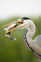 Grey Heron, Ardea cinerea