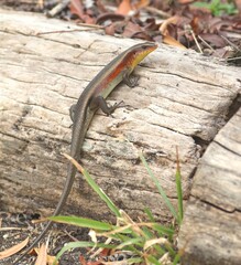 The Whole Body of Many-Lined Sun Skink on The Tree
