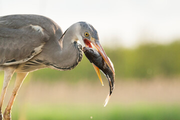 Grey Heron, Ardea cinerea