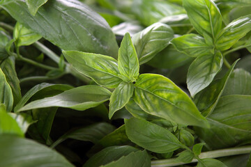 Fototapeta premium organic farming - fresh basil plants
