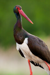 Black Stork, Ciconia nigra