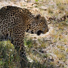 portrait of leopard in the jungle