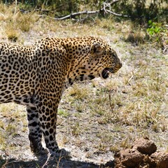 portrait of leopard in the jungle