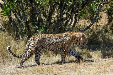 portrait of leopard in the jungle