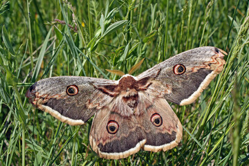 papillon de nuit