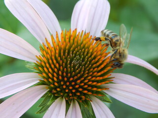 Obraz premium flower with bee