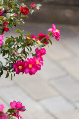 サザンカと石畳