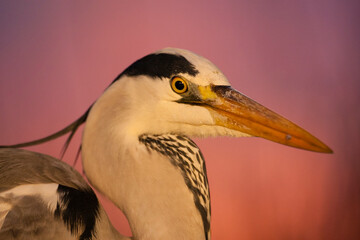 Grey Heron, Ardea cinerea