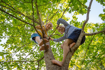 Two little boys friends climbed tree and look smiling. Happy children play in summer barefoot...