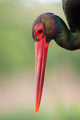 Black Stork, Ciconia nigra
