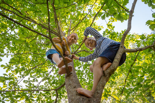 Two little boys friends climbed tree and look smiling. Happy children play in summer barefoot forest. Carefree childhood