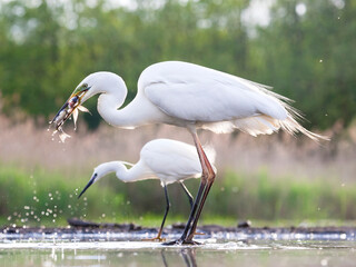 Grote Zilverreiger, Western Great Egret, Ardea alba alba