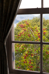 洋館の窓と赤い木の実