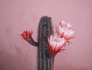 Red cactus flowers on pink background. Succulent, desert flora on pink wall. Minimal exotic plant...