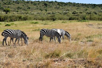 Fototapeta na wymiar group of zebras in the savannah