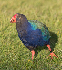 South Island Takahe, Porphyrio hochstetteri