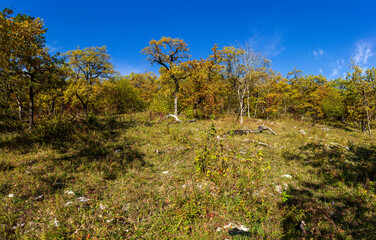 Obraz premium Autumn in a natural Park, trees in yellow decoration, blue sky and a warm Sunny day.