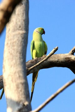 Wild Layard's Parakeet with Blue Sky