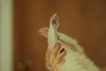 animal in hands of girl